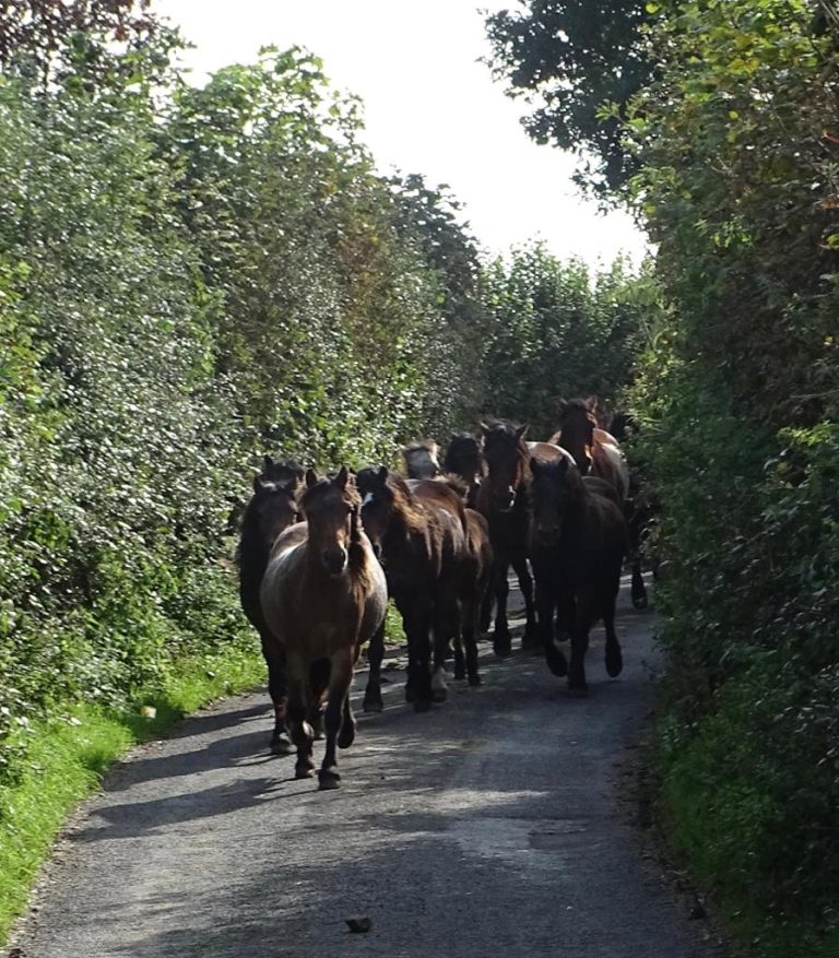 Quality Dartmoor Ponies for sale Dartmoor